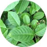 Corosolic Acid ingredient graphic