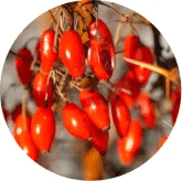 Berberine HCl ingredient graphic