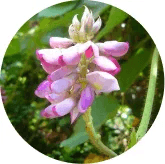 Kudzu Flower Extract ingredient graphic