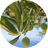 Oleuropein ingredient graphic